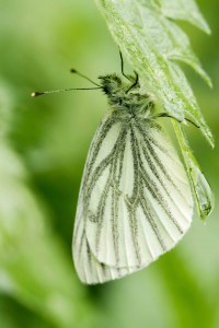 <i>Pieris napi</i>