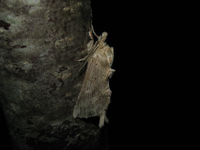 <i>Pterostoma palpina</i>