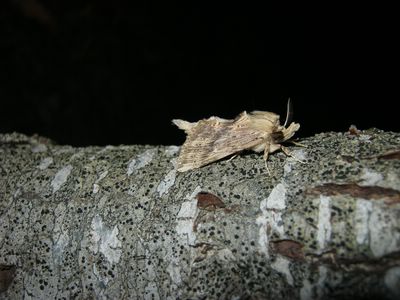 <i>Pterostoma palpina</i>