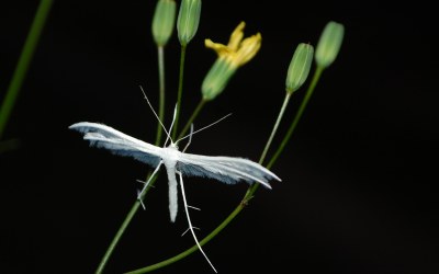 <i>Pterophorus pentadactylus</i>