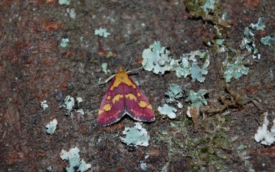 <i>Pyrausta purpuralis</i>