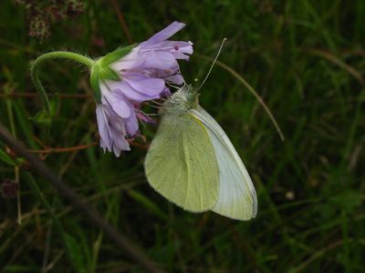<i>Pieris rapae</i>