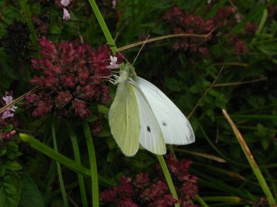 <i>Pieris rapae</i>