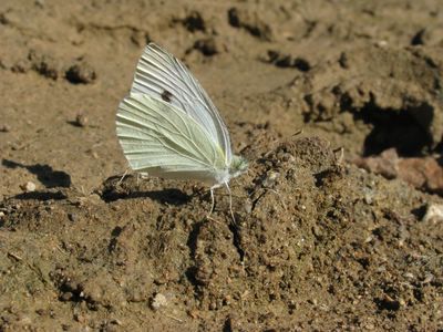<i>Pieris rapae</i>