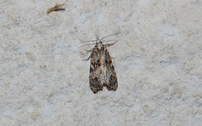 <i>Phtheochroa rugosana</i>