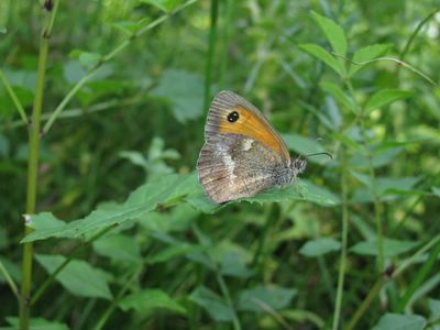 <i>Pyronia tithonus</i>