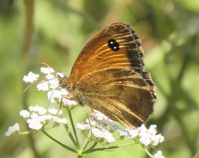 <i>Pyronia tithonus</i>