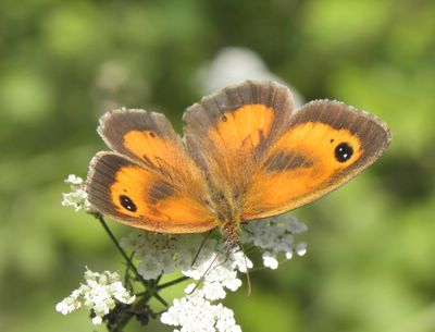 <i>Pyronia tithonus</i>