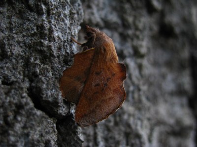 <i>Phyllodesma tremulifolia</i>
