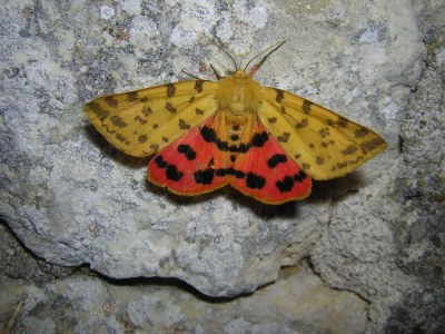 <i>Diacrisia purpurata</i>