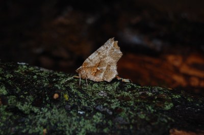 <i>Selenia dentaria</i>
