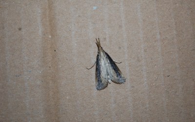 <i>Schoenobius gigantella</i>
