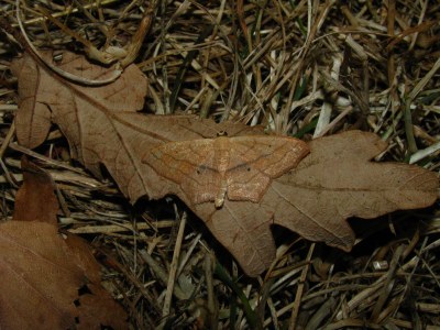 <i>Scopula imitaria</i>