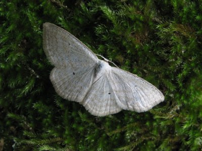 <i>Scopula immutata</i>