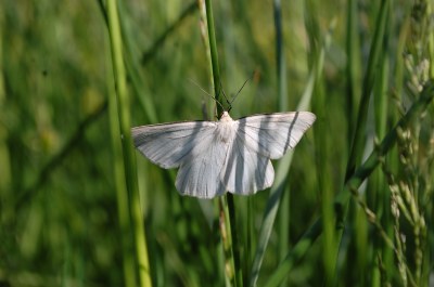 <i>Siona lineata</i>