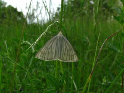 <i>Siona lineata</i>