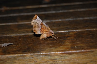 <i>Selenia lunularia</i>