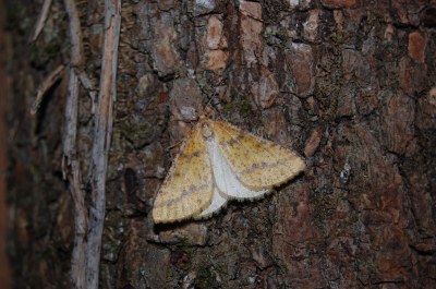<i>Aspitates ochrearia</i>