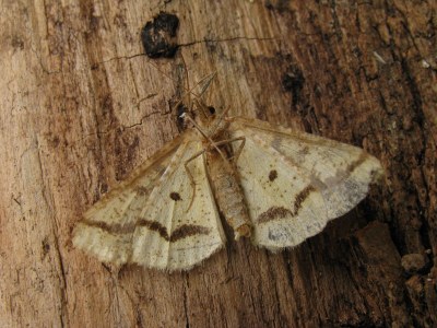 <i>Aspitates ochrearia</i>