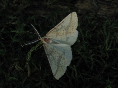 <i>Aspitates ochrearia</i>