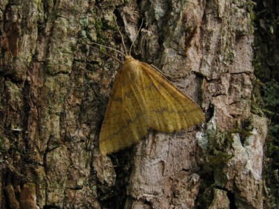 <i>Aspitates ochrearia</i>