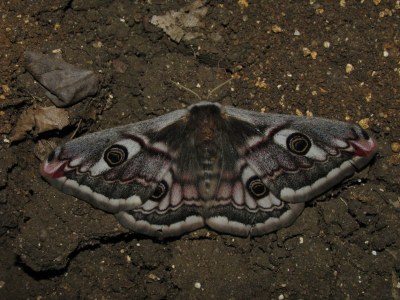 <i>Saturnia pavonia</i>