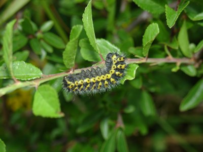<i>Saturnia pavonia</i>