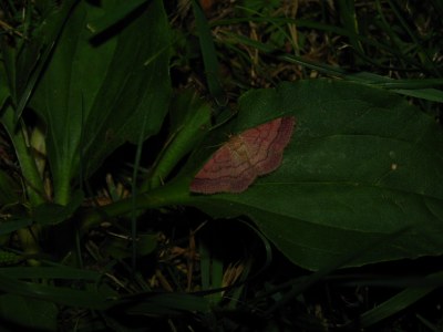 <i>Scopula rubiginata</i>