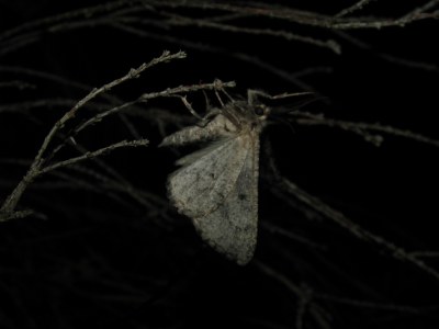 <i>Synopsia sociaria</i>