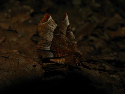 <i>Selenia tetralunaria</i>