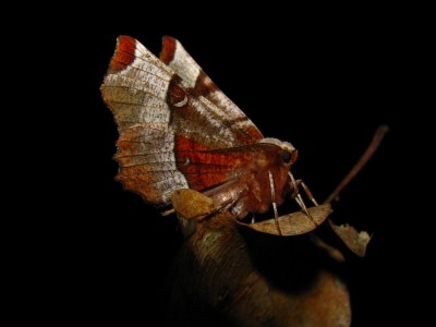 <i>Selenia tetralunaria</i>