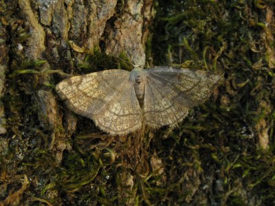 <i>Stegania trimaculata</i>