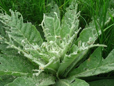 <i>Cucullia verbasci</i>