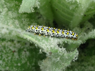 <i>Cucullia verbasci</i>