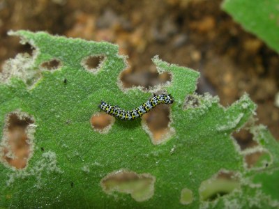 <i>Cucullia verbasci</i>