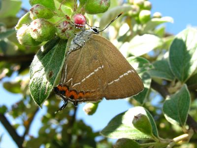 <i>Satyrium w-album</i>