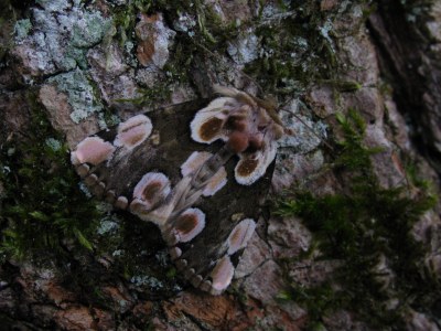 <i>Thyatira batis</i>