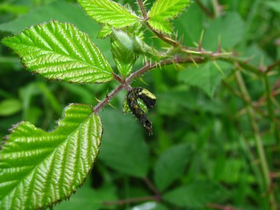 <i>Thyatira batis</i>