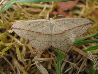 <i>Timandra comae</i>