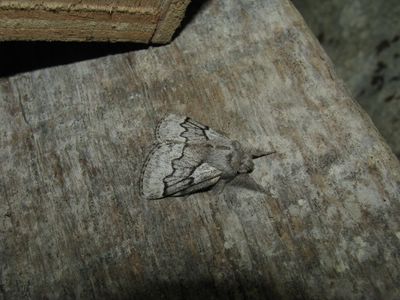 <i>Trichiura crataegi</i>