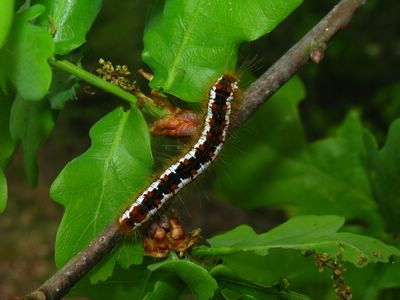 <i>Trichiura crataegi</i>