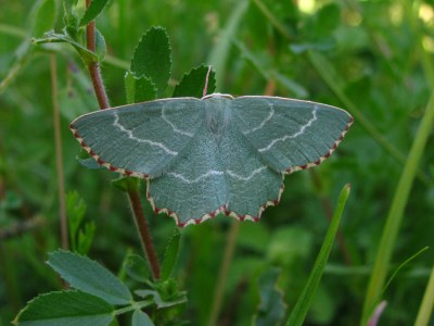 <i>Thalera fimbrialis</i>