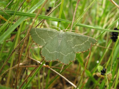 <i>Thalera fimbrialis</i>