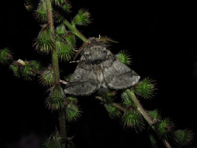 <i>Thaumetopoea processionea</i>