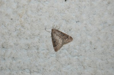 <i>Theria rupicapraria</i>