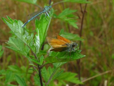 <i>Thymelicus sylvestris</i>