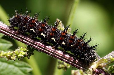 <i>Vanessa atalanta</i>
