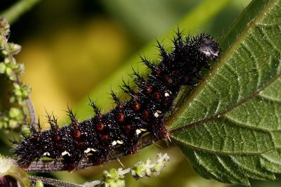 <i>Vanessa atalanta</i>