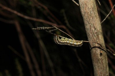 <i>Xestia agathina</i>