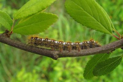 Trichiura crataegi
